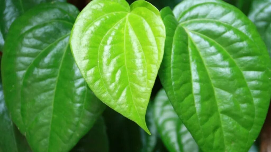 Bahan Daun Sirih (Hijau)