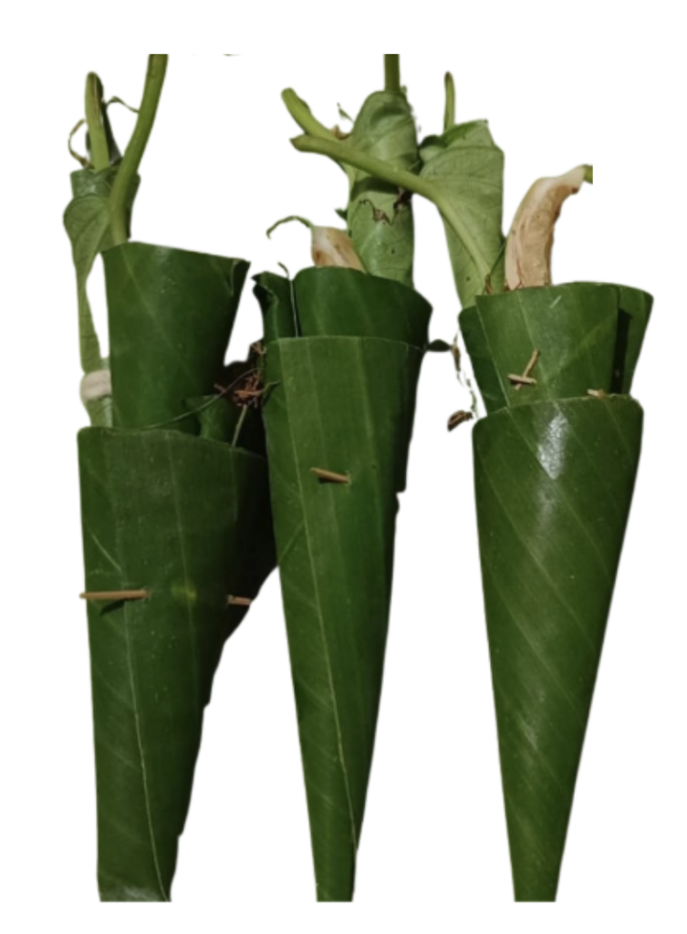 Tampinan